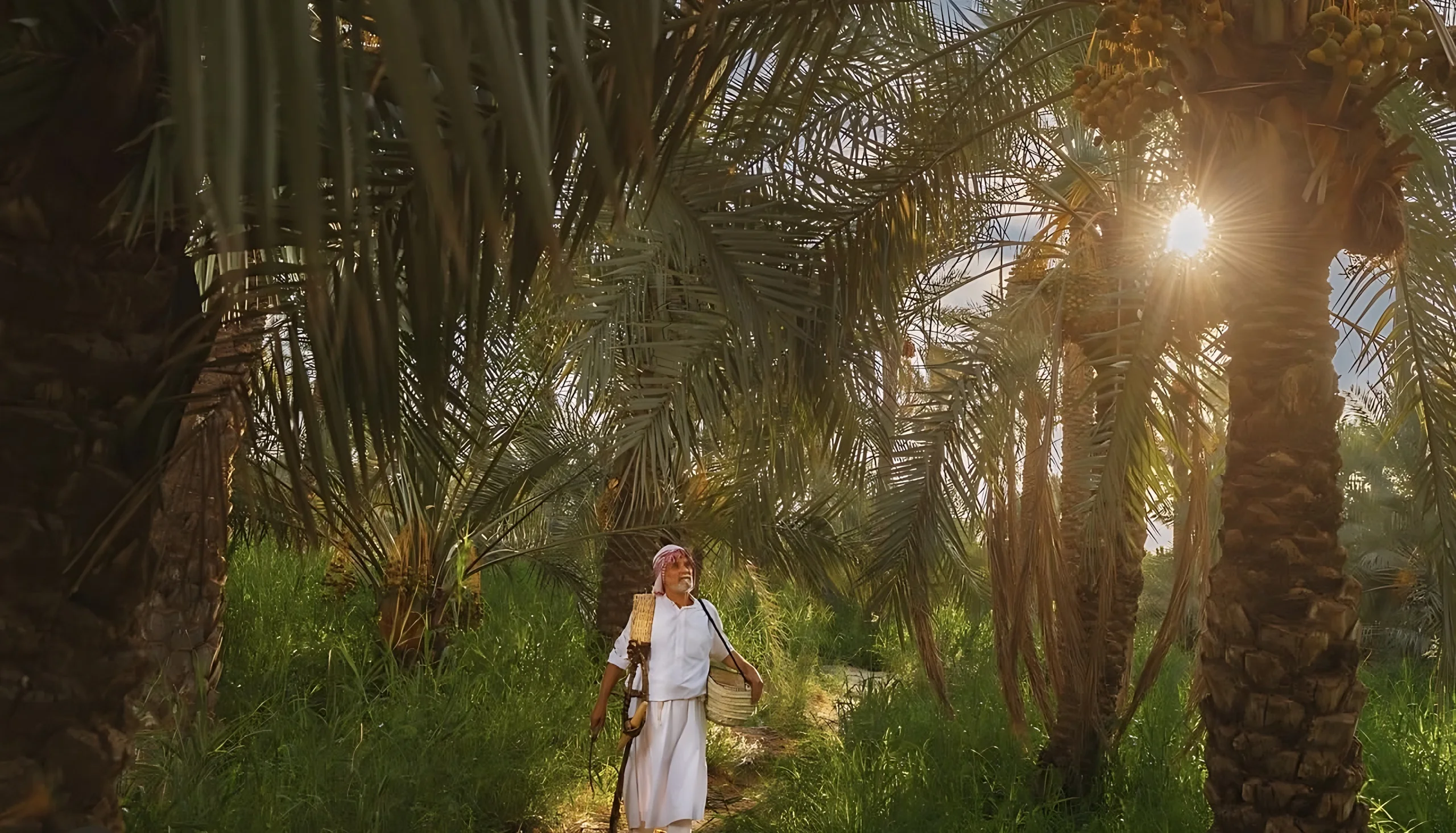 A man in a white thobe walking among fruiting palms, the sun slipping through the fronds