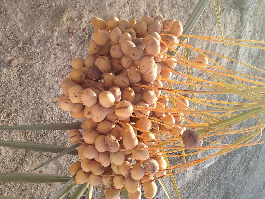 برحي خلال أصفر على الشماريخ